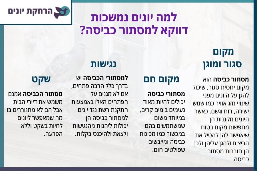 למה יונים נמשכות דווקא למסתור כביסה