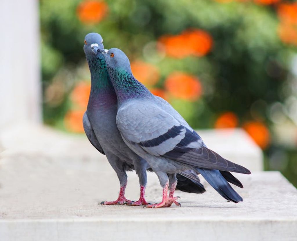 Ashithosh U באתר PEXELS פתרונות בידוד מפני יונים