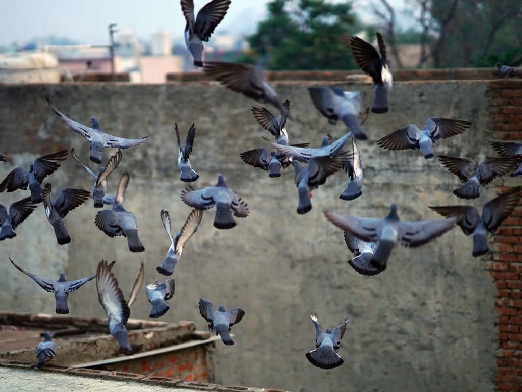 pigeons on building